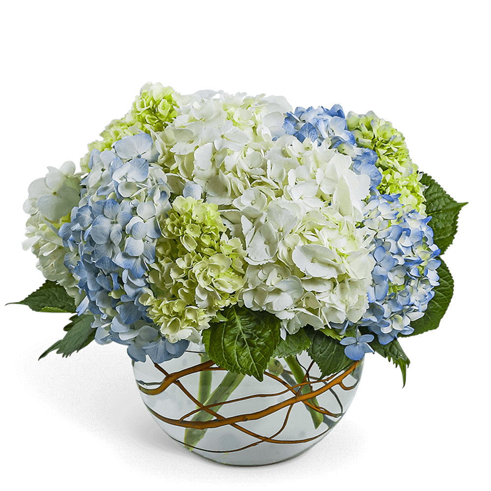 Hydrangea4937　0806 Proven Winners 4.5 in. qt. Let's Dance Sky View Reblooming
